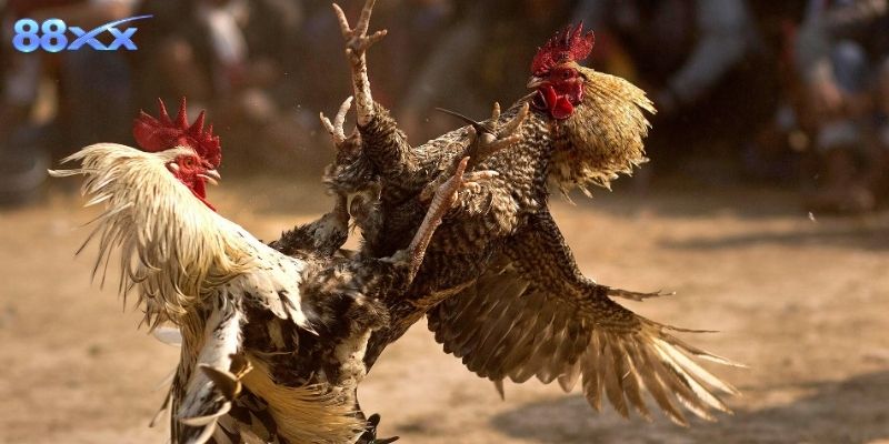 Không khí sôi động của trường gà nổi tiếng bậc nhất Đông Nam Á